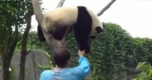 Αυτός ο άντρας βοήθησε ένα Panda να κατέβει από ένα δέντρο. Η αντίδραση του ζώου; Απλά ανεκτίμητη!