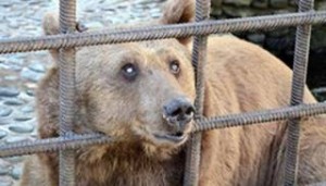 Βρήκαν στέγη οι δύο... αλκοολικές αρκούδες στη Ρωσία