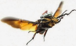 Τηλεκατευθυνόμενα ιπτάμενα σκαθάρια μετατρέπονται σε cyborg (Βίντεο)