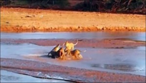 Μάχη επιβίωσης: 3 λιοντάρια εναντίον κροκόδειλου [βίντεο]