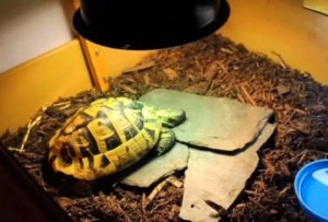 BINTEO: Έκλεισε την χελώνα του στην κατάψυξη για 4 μήνες! Δείτε τί συνέβη μετά...