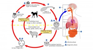 Η νόσος που μεταδίδεται από το σκύλο (εχινοκοκκίαση)
