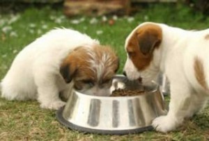 Μεγάλη προσοχή! Αν δίνετε αυτή την τροφή στο σκύλο σας ΠΕΤΑΞΤΕ την! Μήνυση κατά πασίγνωστης εταιρίας για θάνατο δεκάδων σκύλων!