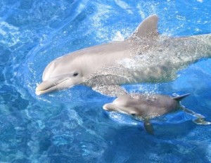 8 παράξενες αλήθειες που δεν ξέρετε για τα δελφίνια