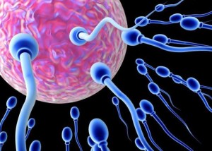 Tεχνητός όρχις που παράγει ανθρώπινο σπέρμα; Και όμως υπάρχει