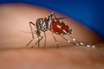 Τα γονίδια καθορίζουν αν θα μας τσιμπούν τα κουνούπια