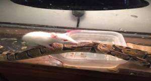 Αγόρασε ένα ποντίκι ως τροφή για το φίδι του και το έβαλε στο κλουβί, η συνέχεια όμως είναι διαφορετική από αυτή που φαντάζεστε! (photos)