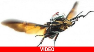 Τηλεκατευθυνόμενα ιπτάμενα σκαθάρια μετατρέπονται σε... cyborg