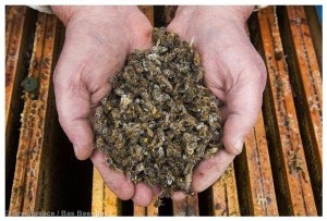 Το τέλος της μελισσοκομίας : Ασύλληπτων διαστάσεων οικολογική καταστροφή! [photos]