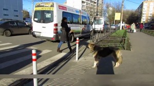 Θα πάθετε πλάκα! Τα ζώα στην Ρωσία ξέρουν πως να περνούν τον δρόμο... [video]
