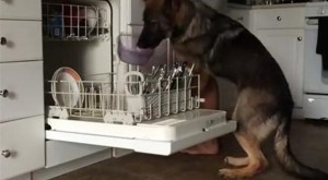 Φοβερός σκύλος βάζει πλυντήριο πιάτων-VIDEO