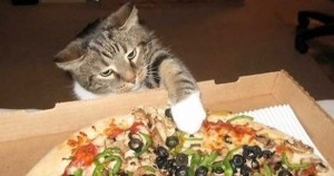 Έπιασε την γάτα του να κλέβει… πίτσα! Η αντίδραση της γάτας; Απλά Ξεκαρδιστική!