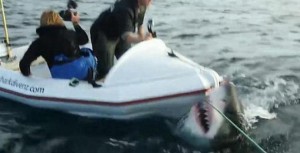 Tρόμος! Θυμωμένος καρχαρίας επιτίθεται σε μικρό σκάφος (ΒΙΝΤΕΟ)