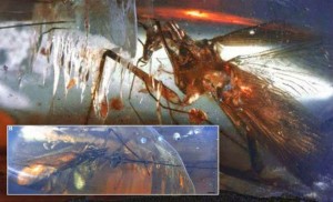 Τρομακτική κατσαρίδα αρπακτικό ανακαλύφθηκε στη Μιανμάρ – Τίποτα παρόμοιο δεν περπατάει πάνω στη Γη σήμερα