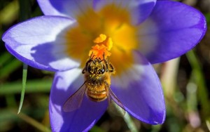 SOS ΑΠΟ ΗΠΑ: Συνεχίζεται η δραματική μείωση του πληθυσμού μελισσών