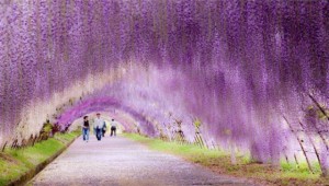 Οι μαγευτικοί κρεμαστοί κήποι της Ιαπωνίας (εικόνες)