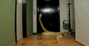Πρωτοφανές: Δείτε πως ένα φίδι ανοίγει την πόρτα ενός σπιτιού !!!!