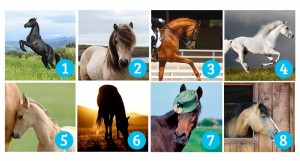 Tεστ: Ποιο άλογο σου αρέσει πιο πολύ; Διαλέξτε αυτό που σας τραβάει περισσότερο την προσοχή