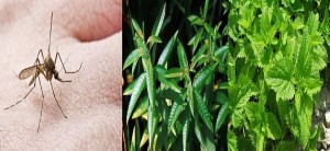 Ξεχάστε χημικά και «φιδάκια» – 9 φυτά που απωθούν τα κουνούπια (ΦΩΤΟ)
