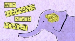 10 Κόλπα για να αποκτήσετε μνήμη ελέφαντα