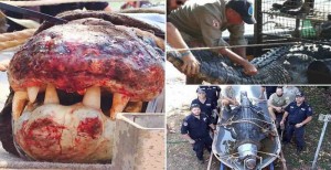 Αυστραλία: Έπιασαν κροκόδειλο 4,3 μέτρων και βάρος μισού τόνου, απειλή για την τοπική κοινότητα [Βίντεο]