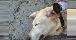Έριξε ξίδι μέσα στο αυτί ενός γέρικου σκύλου. Ο λόγος; Πολύ έξυπνος! (video)