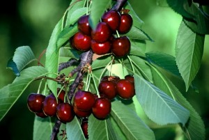 Κεράσια: Το θαυματουργό φρούτο του καλοκαιριού