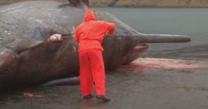 ΕΚΠΛΗΚΤΙΚΟ βίντεο: Σκάλιζε το κουφάρι μιας νεκρής φάλαινας και ξαφνικά συνέβη κάτι…ΑΠΙΣΤΕΥΤΟ