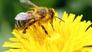 Μέλισσες με «Αλτσχάιμερ;» Ρύπανση από αλουμίνιο συνδέεται με τη μείωση τους!
