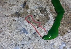 ΤΡΟΜΑΚΤΙΚΟ! Σκουλήκι – τέρας 50 μέτρων «έκοβε» βόλτες στους δρόμους της Ταϊβάν (Εικόνες και βίντεο)