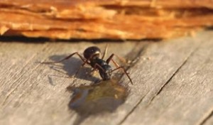 ΑΠΙΘΑΝΟ: Ρώσοι μέθυσαν... μυρμήγκι με βότκα [video]