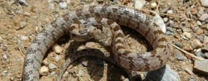 Ποια φίδια στην Ελλάδα είναι δηλητηριώδη και ποιά εντελώς ακίνδυνα; (ΕΙΚΟΝΕΣ)