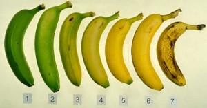Ποια απ’ αυτές τις μπανάνες είναι η πιο υγιεινή επιλογή και γιατί; H απάντηση δεν είναι αυτή που νομίζετε…