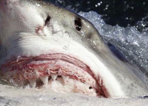Να το δεις να κολυμπάει απο κάτω σου να σου φύγει η μαγκιά!  Το VIDEO που προκάλεσε πανικό στο YouTube: Θαλάσσιο τέρας καταπίνει ολόκληρο καρχαρία !