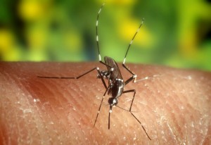 Τέρμα πια στις ενοχλητικές επιθέσεις των κουνουπιών – Αυτό το κλασσικό ΚΟΛΠΟ θα διώξει μια καλή τους αιμοβόρους εχθρούς