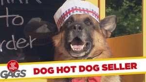 Σκύλος πουλάει hot dog δείτε αυτό το ξεκαρδιστικό βίντεο!