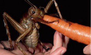 ΑΥΤΟ είναι το μεγαλύτερο έντομο στον κόσμο! [photos] (βίντεο)