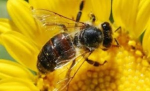 Η μόλυνση από αλουμίνιο προκαλεί άνοια στις μέλισσες