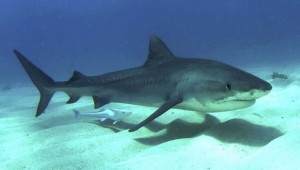 Φλόριντα: Βούτηξε στα νερά για να σώσει έναν ετοιμοθάνατο καρχαρία, εσείς θα το κάνατε; (vid)