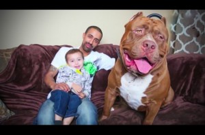 Το μεγαλύτερο pit bull στον κόσμο, έγινε μπαμπάς! Δείτε το κουτάβια του, που αξίζουν πάνω από μία Lamborghini!