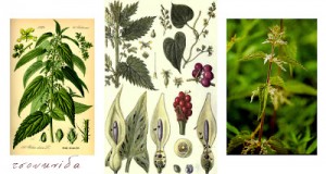Urtica dioica: Tσουκνίδα,ένα ταπεινό και περιφρονημένο βότανο με σπουδαίες φαρμακευτικές και θεραπευτικές ιδιότητες