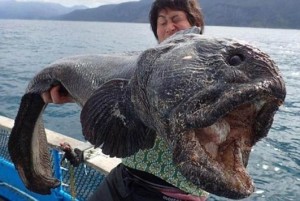Έπιασε γιγαντιαίο τερατόμορφο ψάρι κοντά στη Φουκουσίμα! (ΦΩΤΟ)