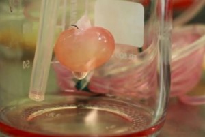 Δημιούργησαν τεχνητούς νεφρούς στο εργαστήριο - Ιστορική στιγμή λένε οι ειδικοί