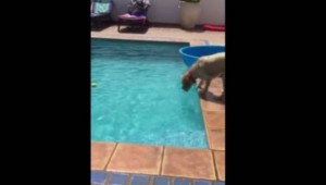 Δεν θα πιστεύετε στα μάτια σας: Πώς αυτός ο πανεξυπνος σκύλος έπιασε το μπαλάκι από την πισίνα (Βίντεο)