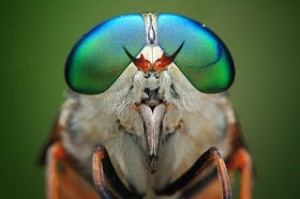 Επιστήμονες έφτιαξαν τεχνητά μάτια εντόμων
