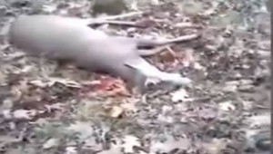 Ελάφι κάνει το πεθαμένο για να μην το...σκοτώσει κυνηγός - Συγκλονιστικό video