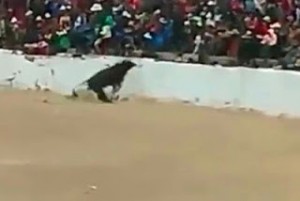ΤΡΟΜΟΣ στο Περού: ΜΑΙΝΟΜΕΝΟΣ ταύρος ανεβαίνει στην εξέδρα της αρένας και ορμάει στους θεατές (βίντεο)