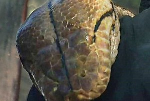 MEDUSA: Το μεγαλύτερο φίδι στον κόσμο που ζει σε αιχμαλωσία (VIDEO)