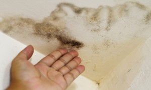 Έτσι θα απομακρύνετε την οσμή από μούχλα στο σπίτι