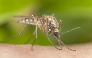 «ΟΠΛΟ» ΚΑΤΑ ΤΗΣ ΕΛΟΝΟΣΙΑΣ: Επιστήμονες δημιούργησαν γενετικά τροποποιημένα κουνούπια